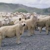 Steven Furtick: Unqualified, Not Unworthy Wolf in sheeps clothing 5