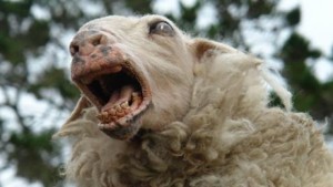 Sheep mad