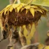 Dying sunflower