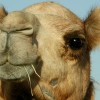 Camel's nose