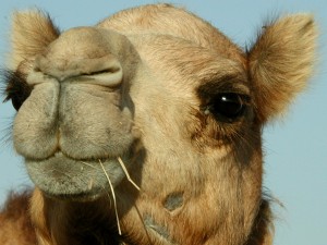 Camel's nose