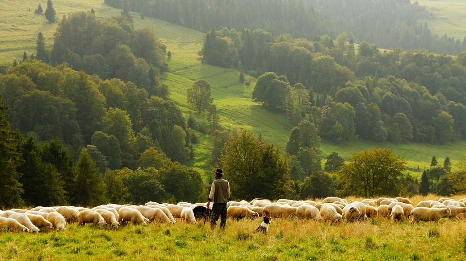 Shepherd guarding sheep