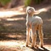 Sheep - hear my voice
