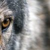 Wolf 10 - Pixabay
