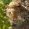 Leopard - Pixabay