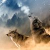 Wolf 12 - Pixabay